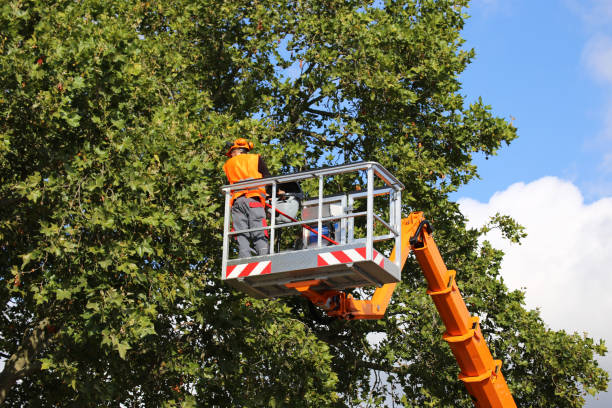 How Our Tree Care Process Works  in  Marlette, MI