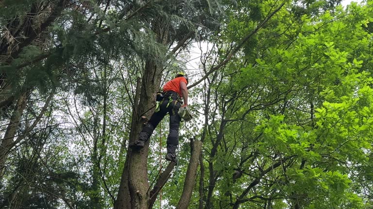 Trusted Marlette, MI Tree Services Experts